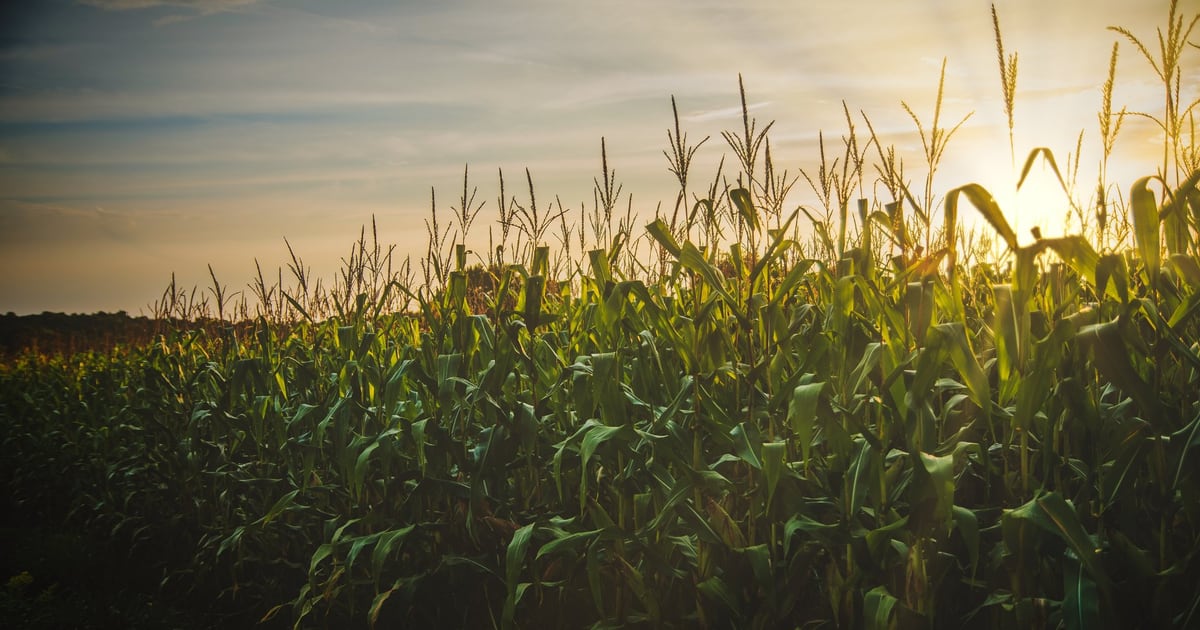 Sunlight across a thriving maize field