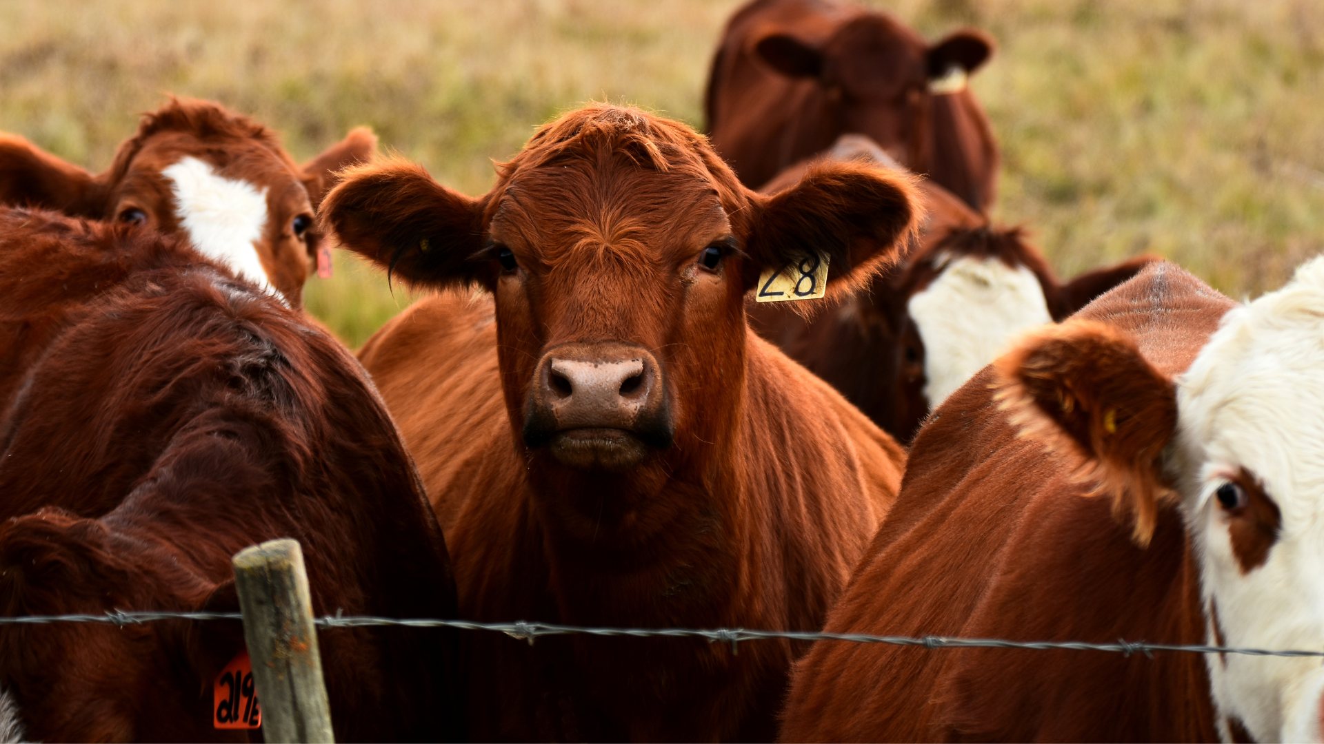Cattle gathered behind a farm fence