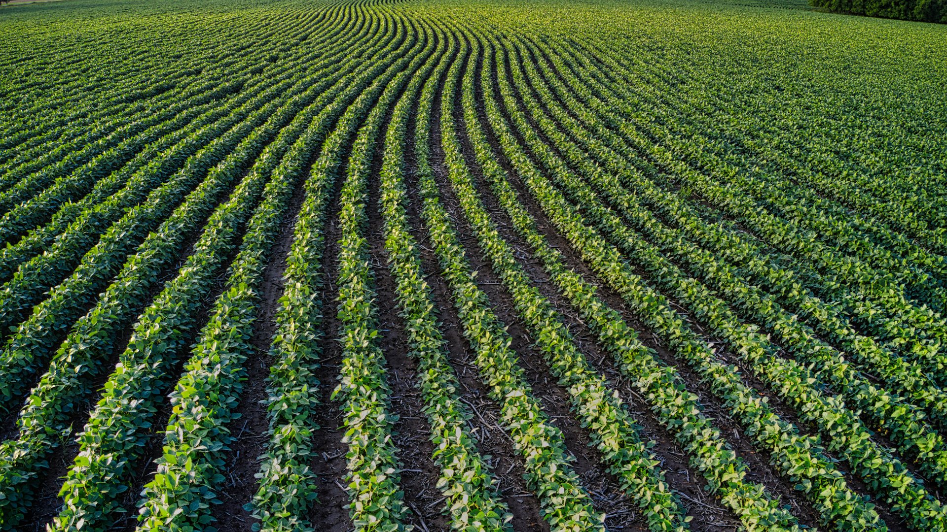 Orderly rows of green crops seen from above