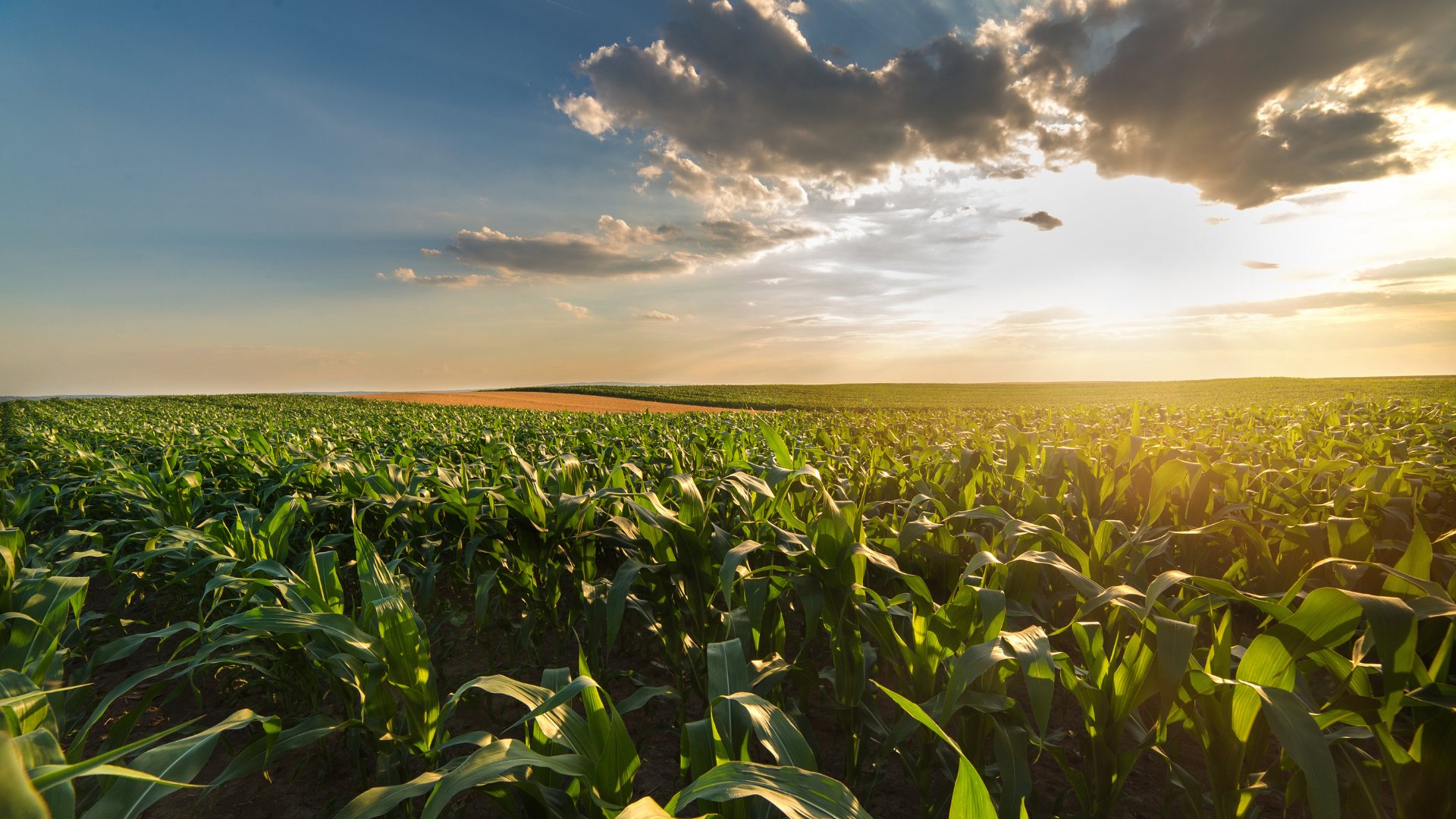 Sunrise over a green maize field in Zimbabwe