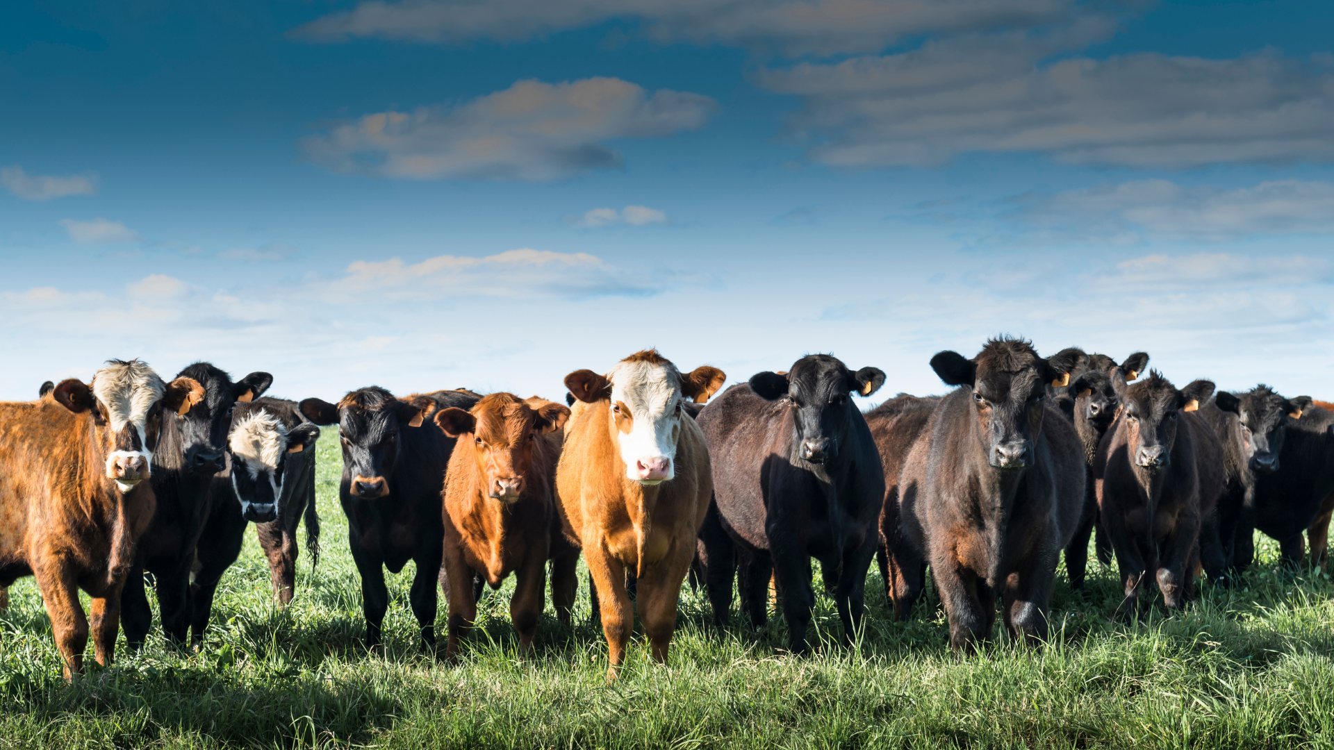 Cattle standing in a green pasture